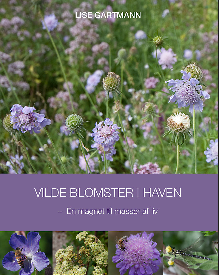 Vilde blomster i haven