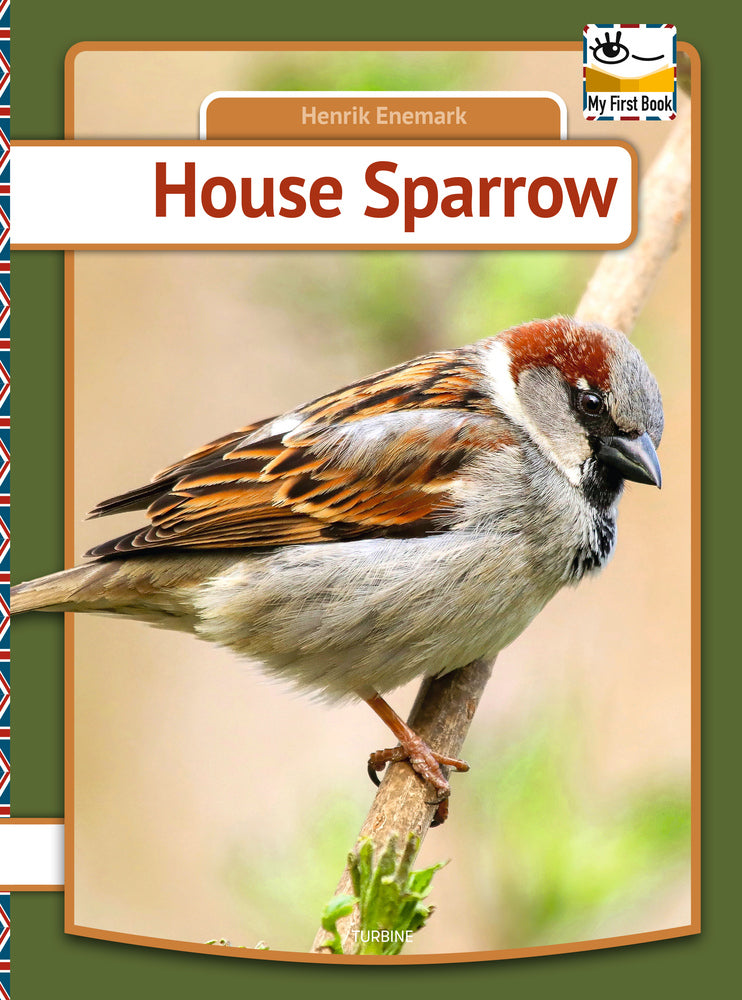 House Sparrow