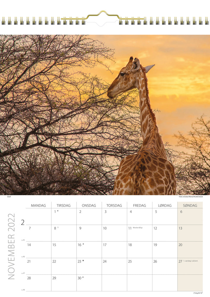 Vægkalender savannen 2022 29,5 x 39 cm Mayland