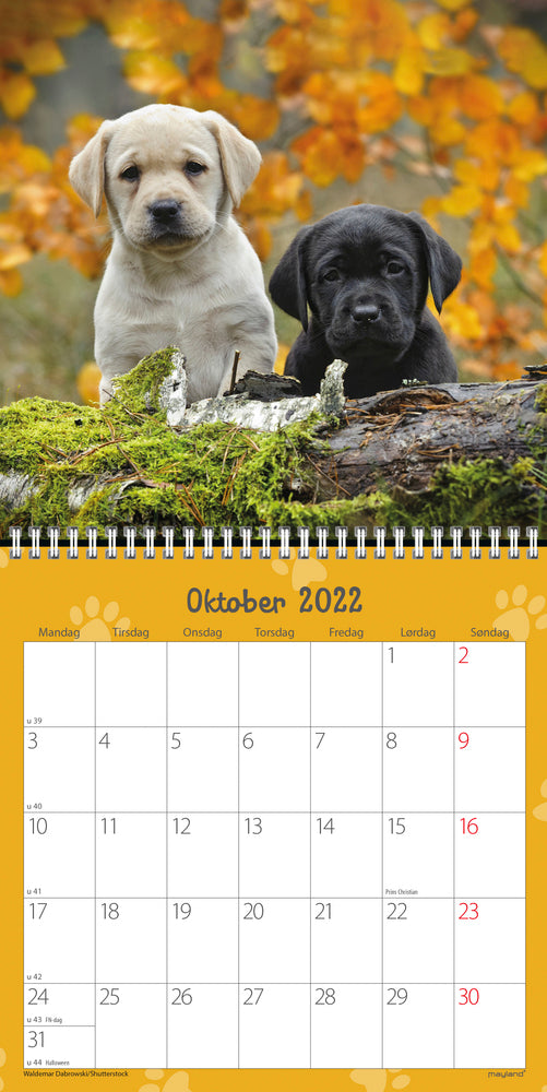 Vægkalender hundehvalpe 2022 16 x 16 cm Mayland