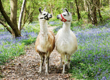 Puslespil Llama Love 100 brikker