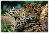 Diamond Art lærred gepard 30 x 20 cm