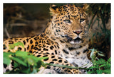 Diamond Art LEOPARD lærred 20 x 30 cm