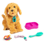 Moji the Lovable Labradoodle