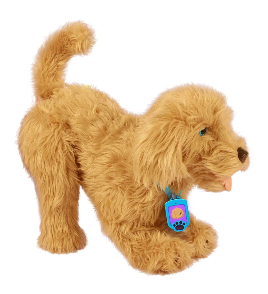 Moji the Lovable Labradoodle