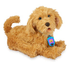 Moji the Lovable Labradoodle