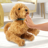 Moji the Lovable Labradoodle