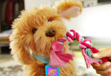 Moji the Lovable Labradoodle