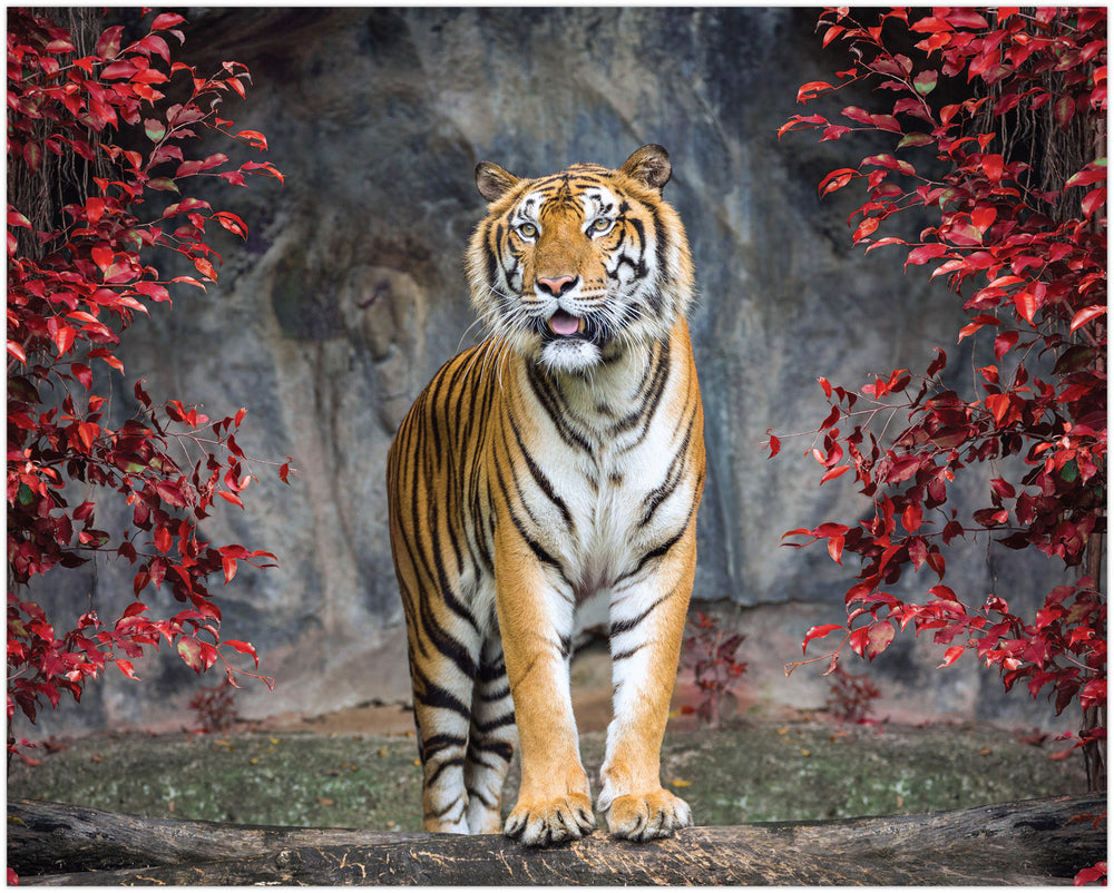 Diamond Art tiger 40 x 50 cm