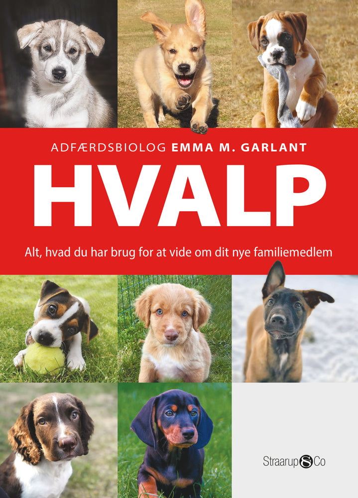 Hvalp
