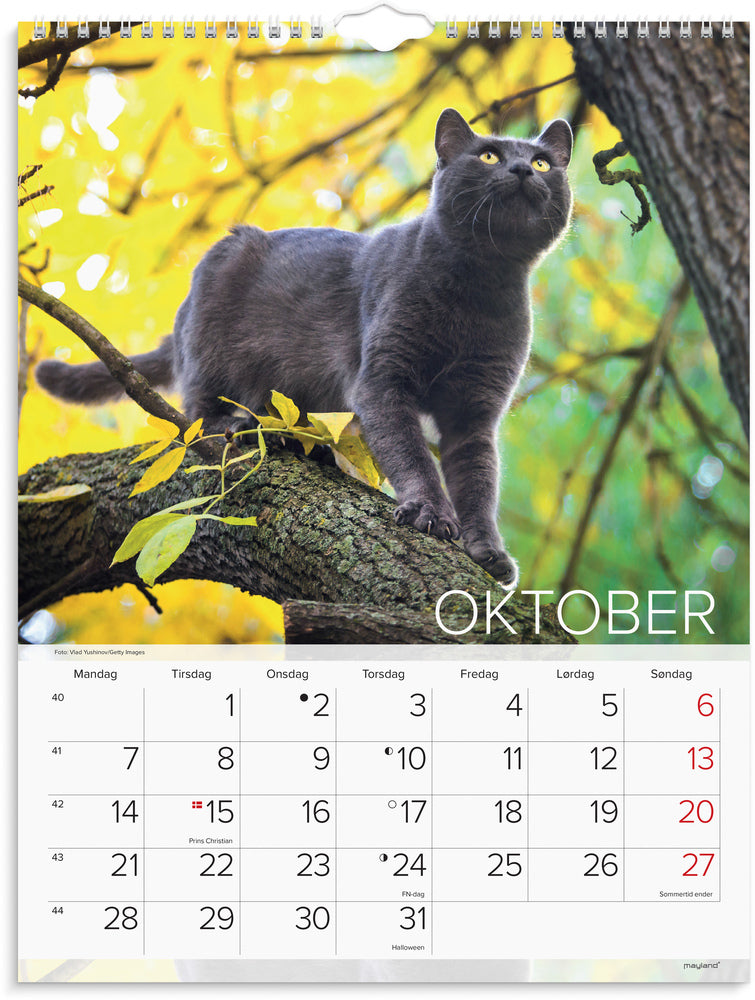 Vægkalender 2024 katte