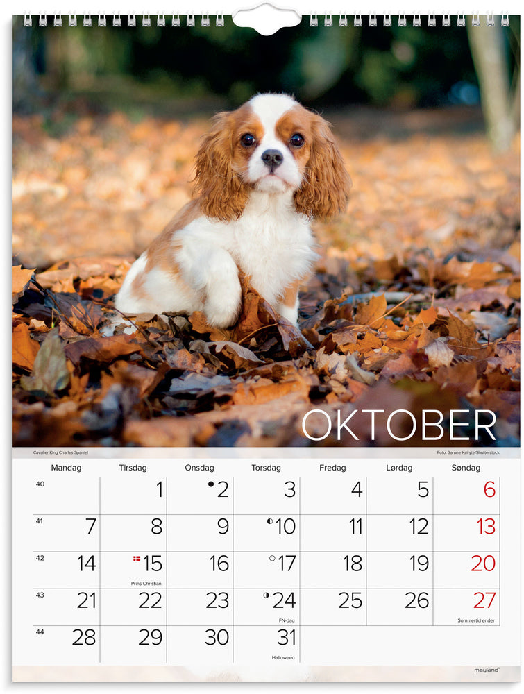 Vægkalender 2024 hunde