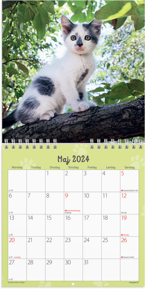 Kalender 2024 kattekillinger