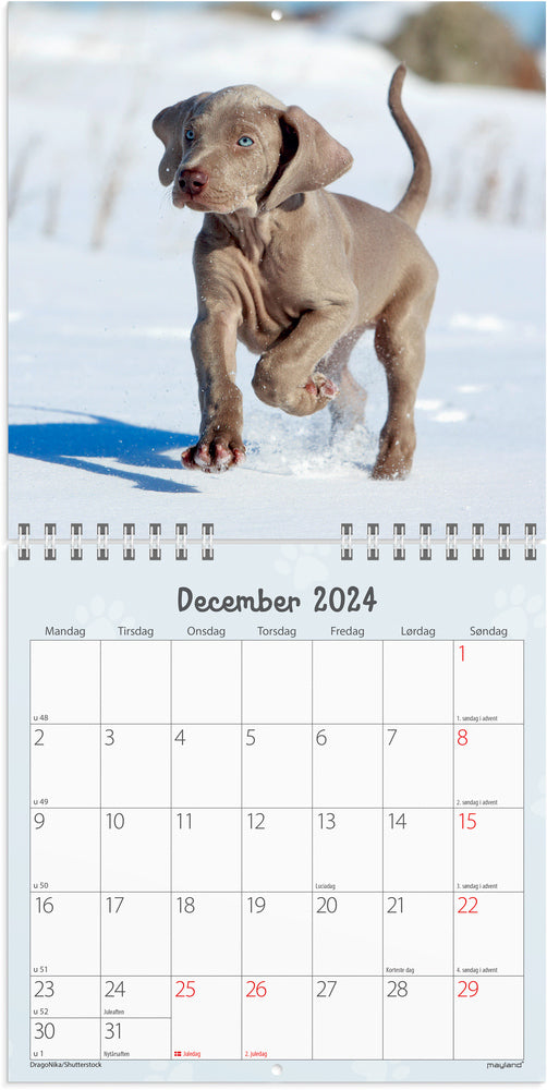 Vægkalender 2024 hundehvalpe