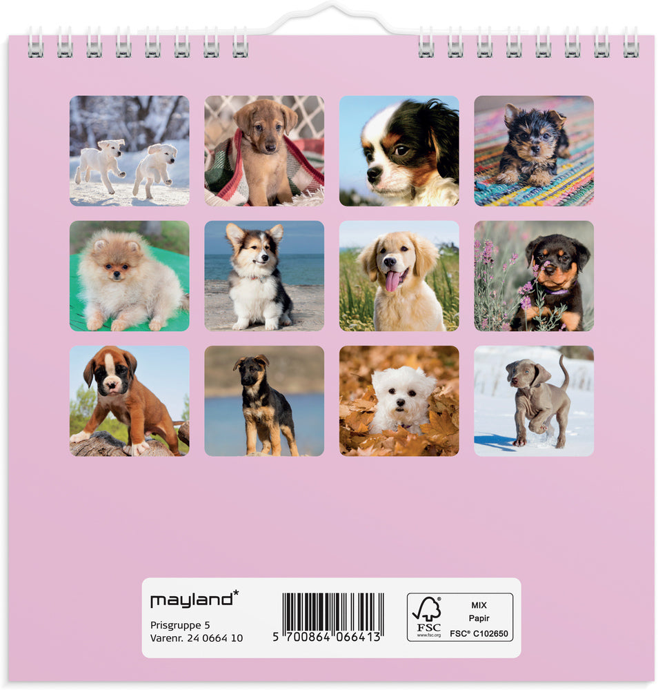 Vægkalender 2024 hundehvalpe
