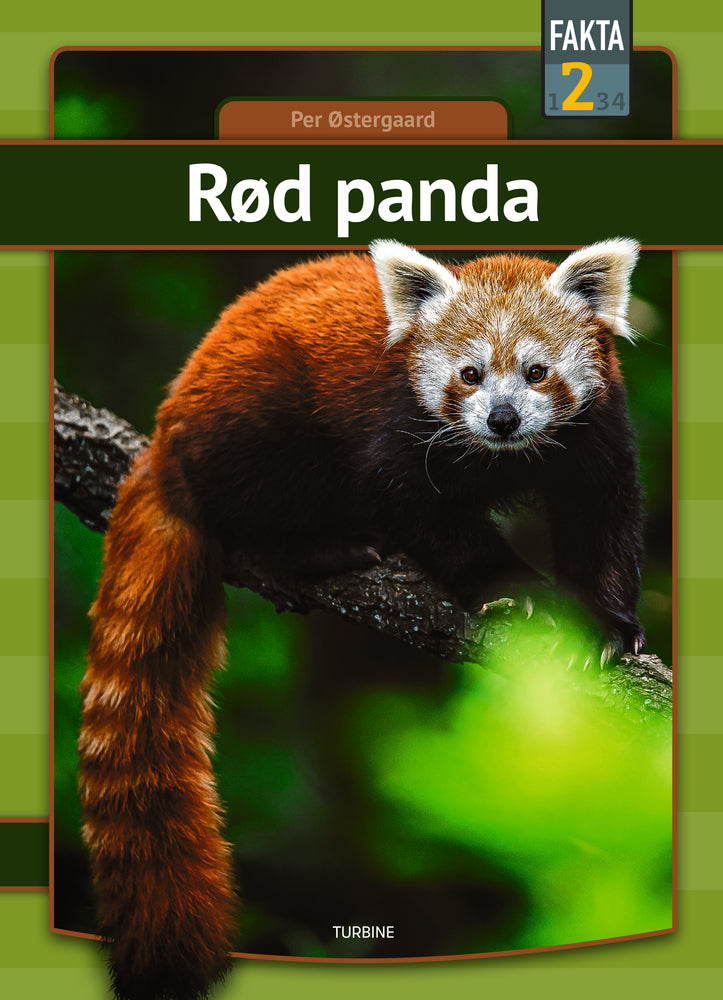 Rød panda
