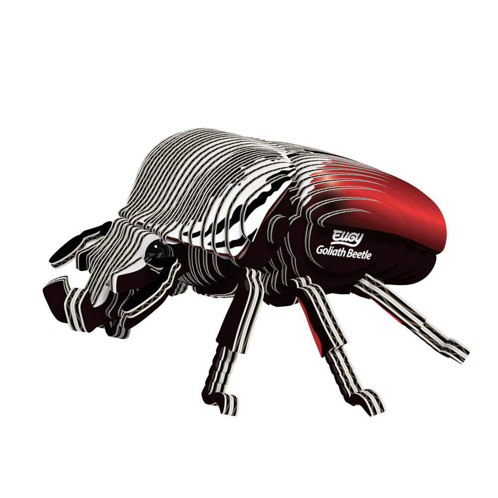EUGY Goliath Beetle