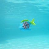 Rainbow Reef Fish - Betafisk