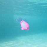 Rainbow Reef Fish - Regnbuefisk