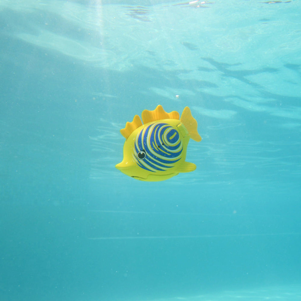 Rainbow Reef Fish - Zebrafisk