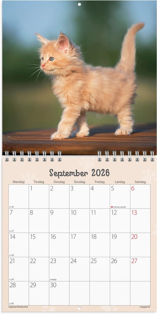 Vægkalender 2026 kattekillinger 16 x 16 cm