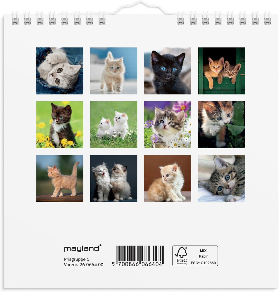 Vægkalender 2026 kattekillinger 16 x 16 cm