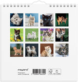 Vægkalender 2026 kattekillinger 16 x 16 cm