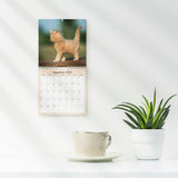 Vægkalender 2026 kattekillinger 16 x 16 cm