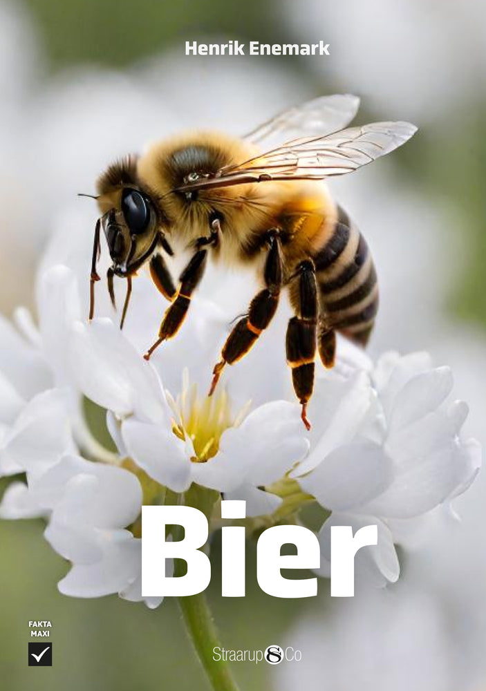 Bier