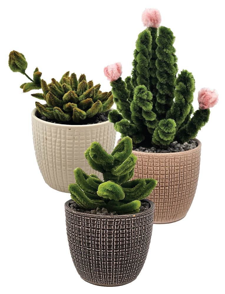 Piberenser Små planter kaktus 3 stk