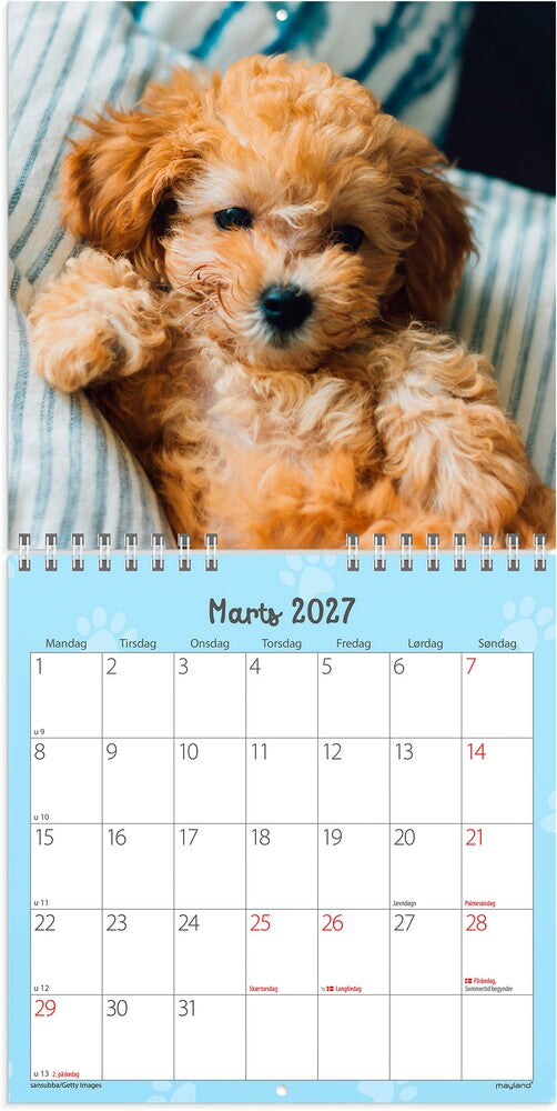 Vægkalender 2027 hundehvalpe Mayland 16 x 16 cm