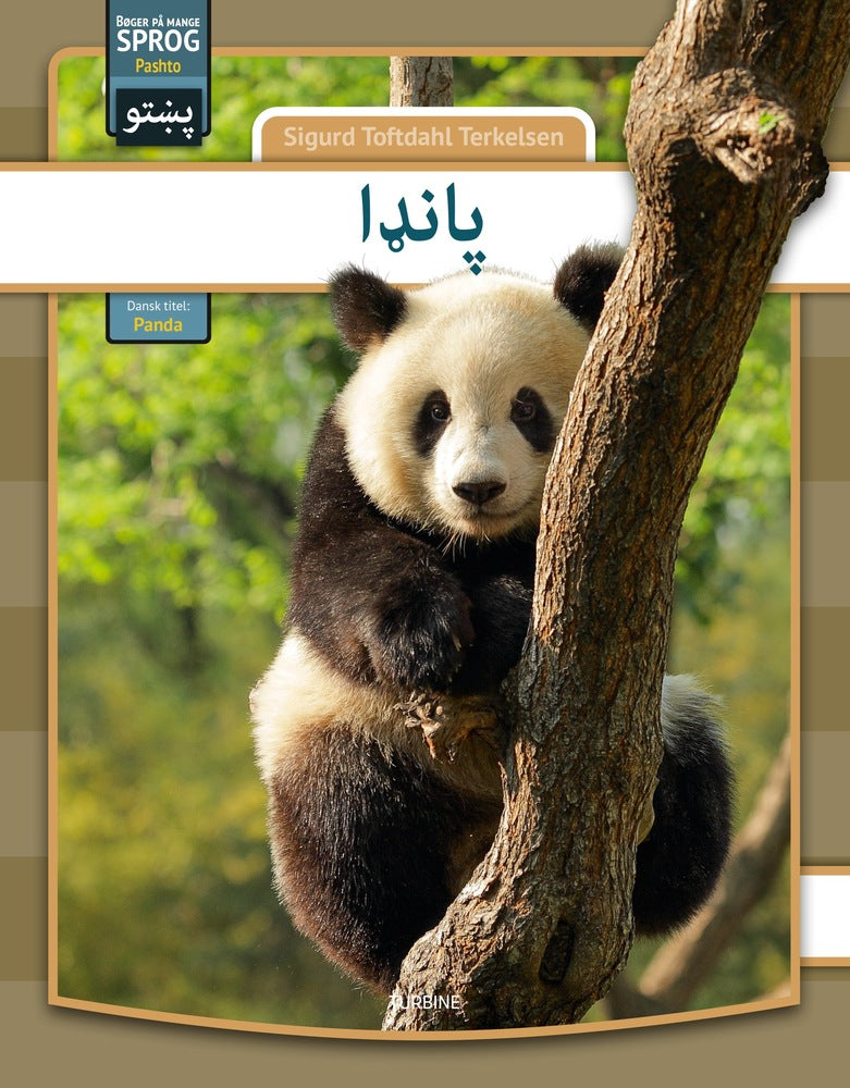 Panda - pashto
