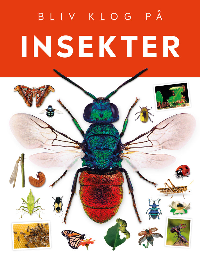 D1 Insekter
