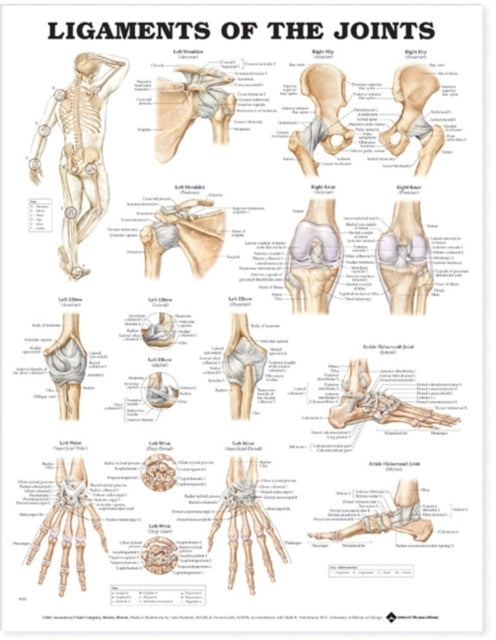 Ligaments of The Joints Anatomical Chart