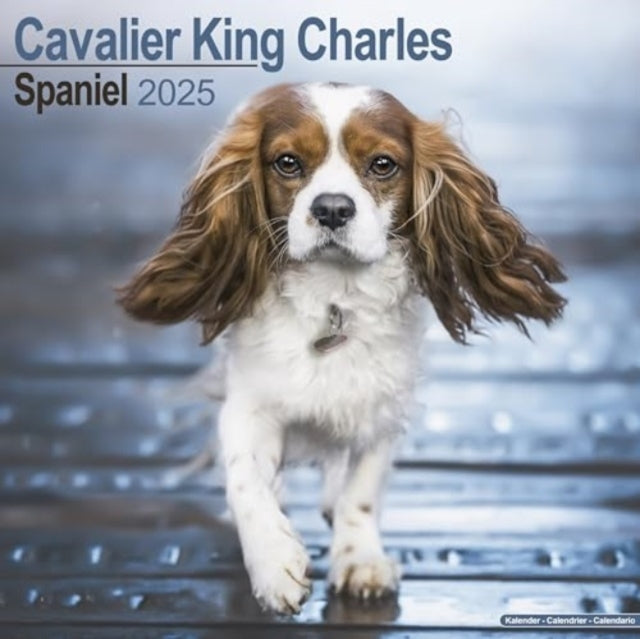 Cavalier King Charles Calendar 2025 Square Dog Breed Wall Ca
