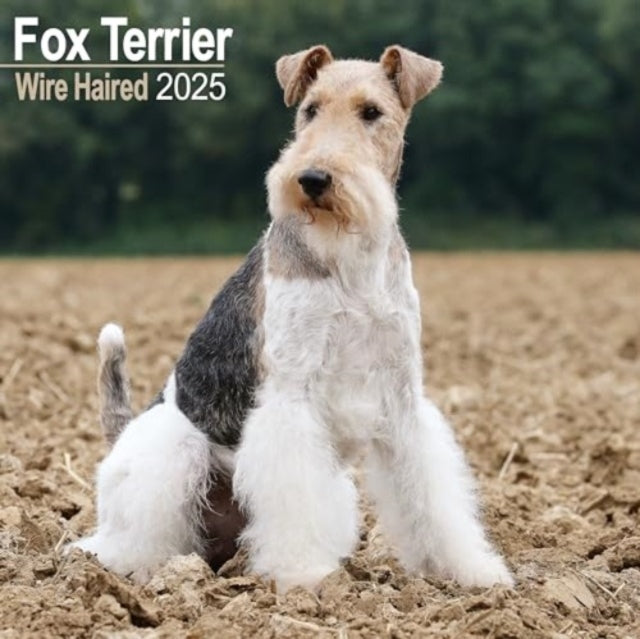 Fox Terrier Wirehaired Calendar 2025 Square Dog Breed Wall C