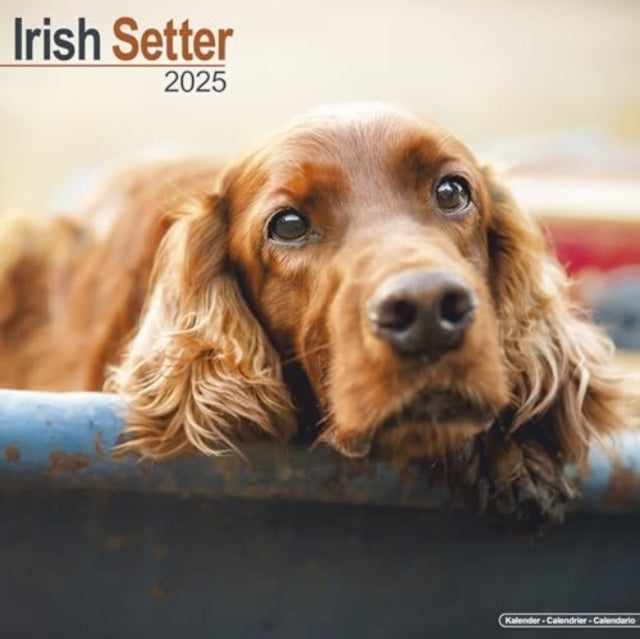 Irish Setter Calendar 2025 Square Dog Breed Wall Calendar -