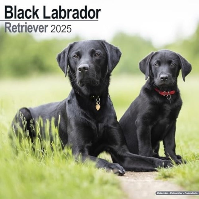 Black Labrador Retriever Calendar 2025 Square Dog Breed Wall
