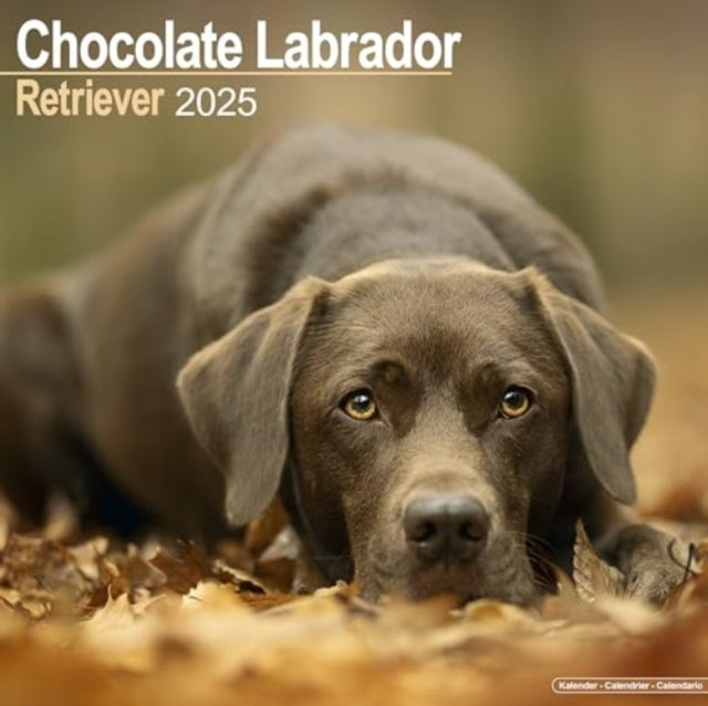 Chocolate Labrador Retriever Calendar 2025 Square Dog Breed