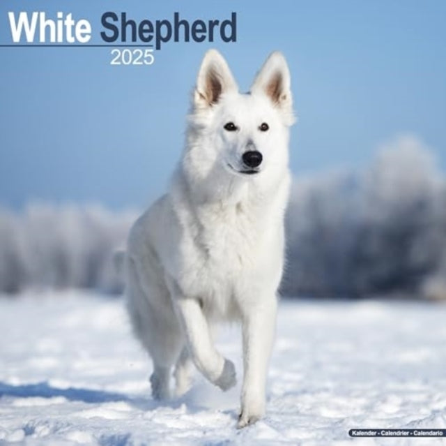 White Shepherd Calendar 2025 Square Dog Breed Wall Calendar