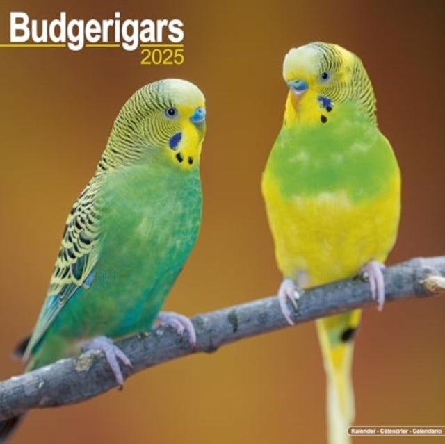 Budgerigars Calendar 2025 Square Bird Wall Calendar - 16 Mon